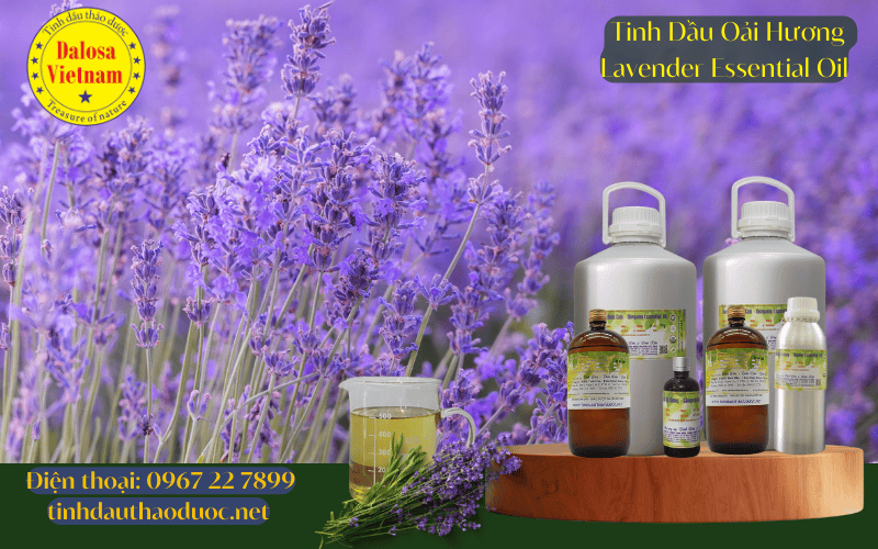 11-loi-ich-ky-dieu-cua-tinh-dau-hoa-oai-huong-lavender-essential-oil_2