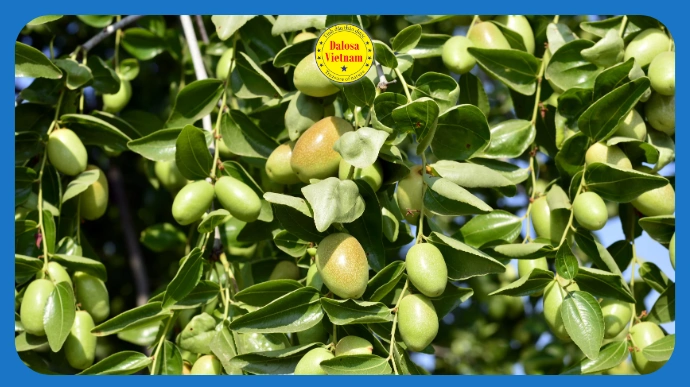 12 cong dung tuyet voi cua dau jojoba doi voi suc khoe lg