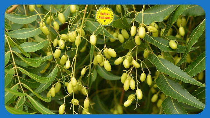 13 cong dung tuyet voi cua dau hat neem moi nhat lg