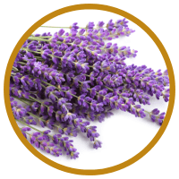 11 Lợi Ích Của Tinh Dầu Hoa Oải Hương Đối Với Sức Khoẻ