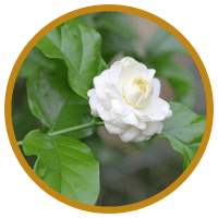 15 Công Dụng Của Tinh Dầu Hoa Lài Tuyệt Vời Cho Sức Khỏe