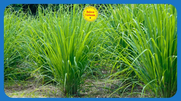 duoc tinh tac dung cua tinh dau sa chanh moi nhat lg