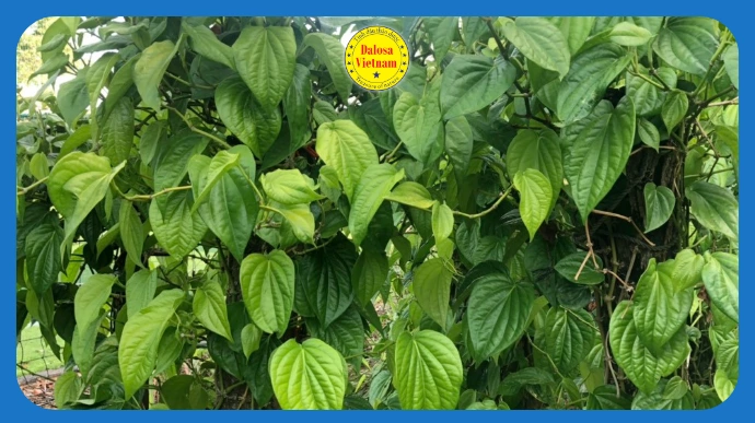 loi ich va ung dung cua tinh dau la trau khong moi nhat lg