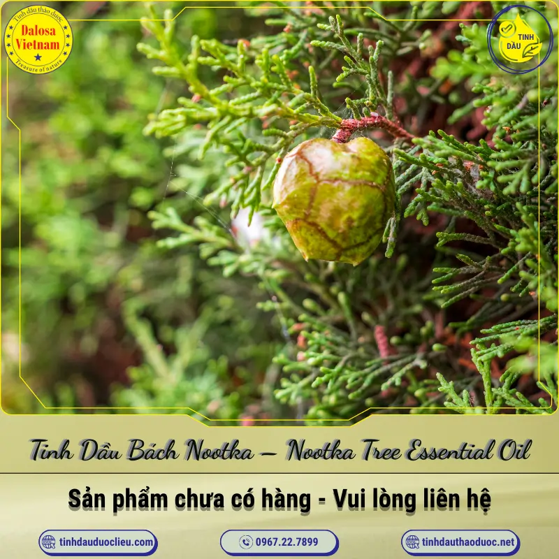 Tinh Dầu Bách Nootka - Nootka Tree Essential Oil 1 Tinh Dầu Bách Nootka - Nootka Tree Essential Oil