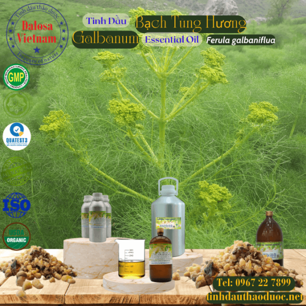 Tinh Dầu Bạch Tùng Hương - Galbanum Essential Oil