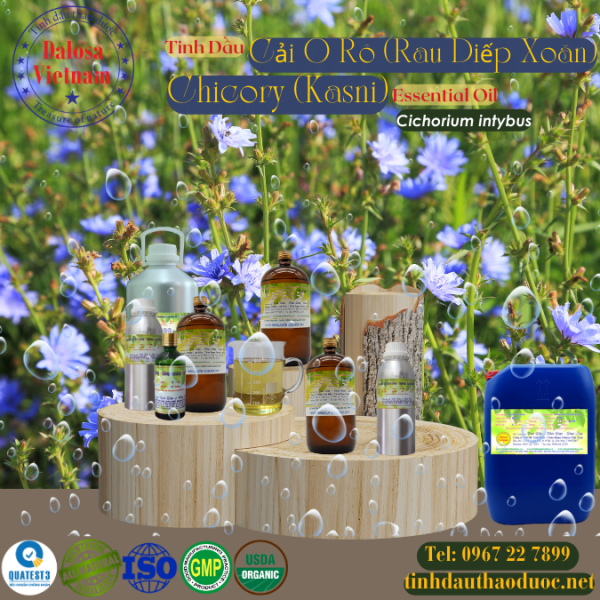 Tinh dầu Diếp Xoan - Chicory Essential Oil