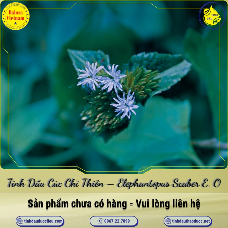 Tinh Dầu Cúc Chỉ Thiên - Elephantopus Scaber Essential Oil 1 Tinh Dầu Cúc Chỉ Thiên – Elephantopus Scaber Essential Oil