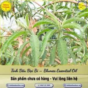 Tinh Dầu Đại Bi – Blumea Essential Oil
