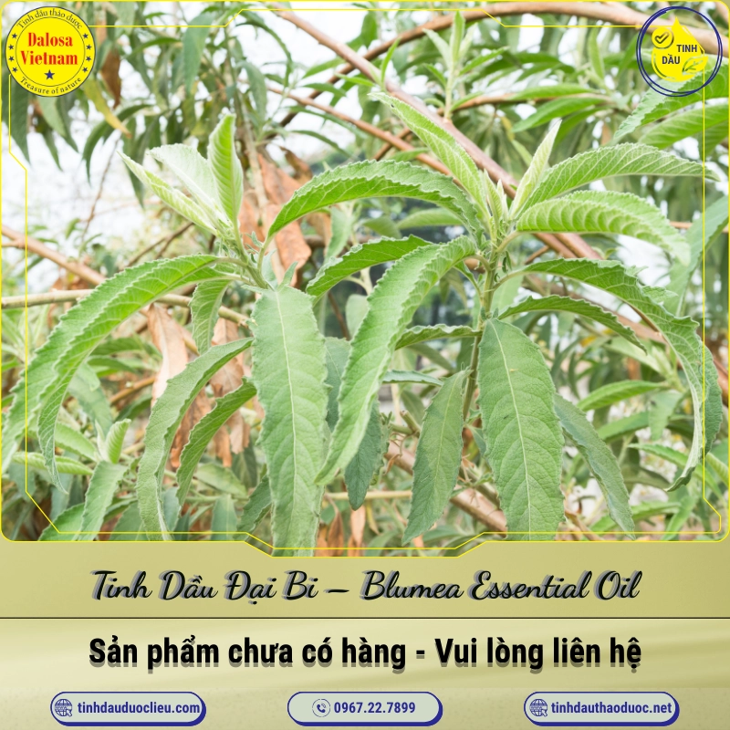 Tinh Dầu Đại Bi - Blumea Essential Oil 1 Tinh Dầu Đại Bi – Blumea Essential Oil
