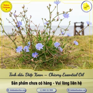 Tinh dầu Diếp Xoan – Chicory Essential Oil