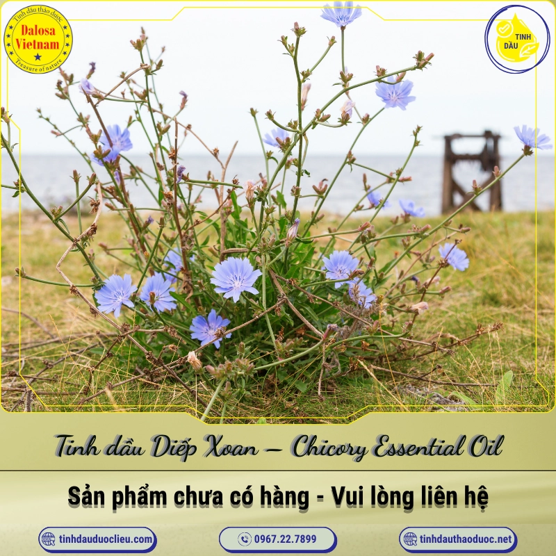 Tinh dầu Diếp Xoan - Chicory Essential Oil 1 Tinh dầu Diếp Xoan – Chicory Essential Oil