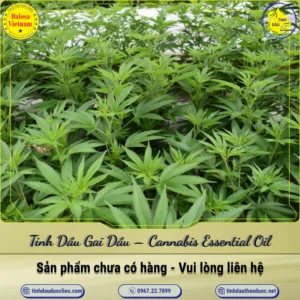 Tinh Dầu Gai Dầu – Cannabis Essential Oil