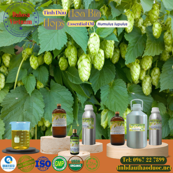 Tinh Dầu Hoa Bia - Hops Essential Oil 1 Lít