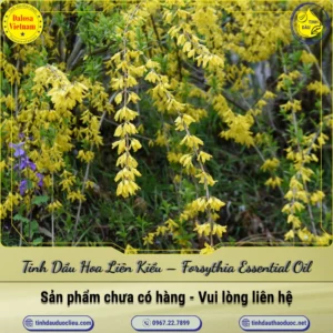 Tinh Dầu Hoa Liên Kiều – Forsythia Essential Oil