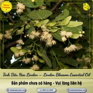 Tinh Dầu Hoa Linden – Linden Blossom Essential Oil