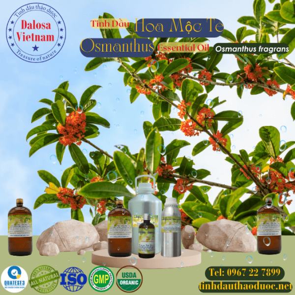 Tinh Dầu Hoa Mộc Tê (Hoa Mộc) - Osmanthus Essential Oil 1 Lít