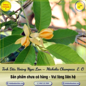 Tinh Dầu Hoàng Ngọc Lan – Michelia Champaca Essential Oil