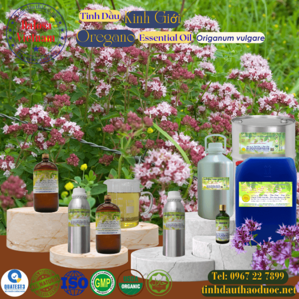 Tinh Dầu Kinh Giới  - Oregano Essential Oil 1 lít