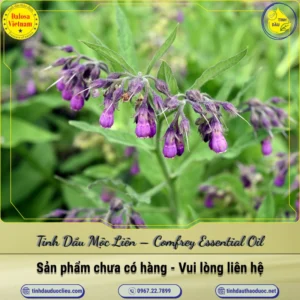Tinh Dầu Mộc Liên – Comfrey Essential Oil