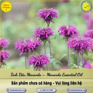 Tinh Dầu Monarda – Monarda Essential Oil