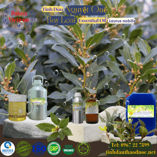 Tinh Dầu Lá Nguyệt Quế - Bay leaf Essential Oil