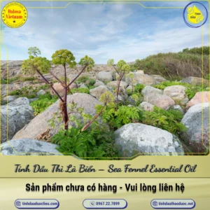 Tinh Dầu Thì Là Biển – Sea Fennel Essential Oil