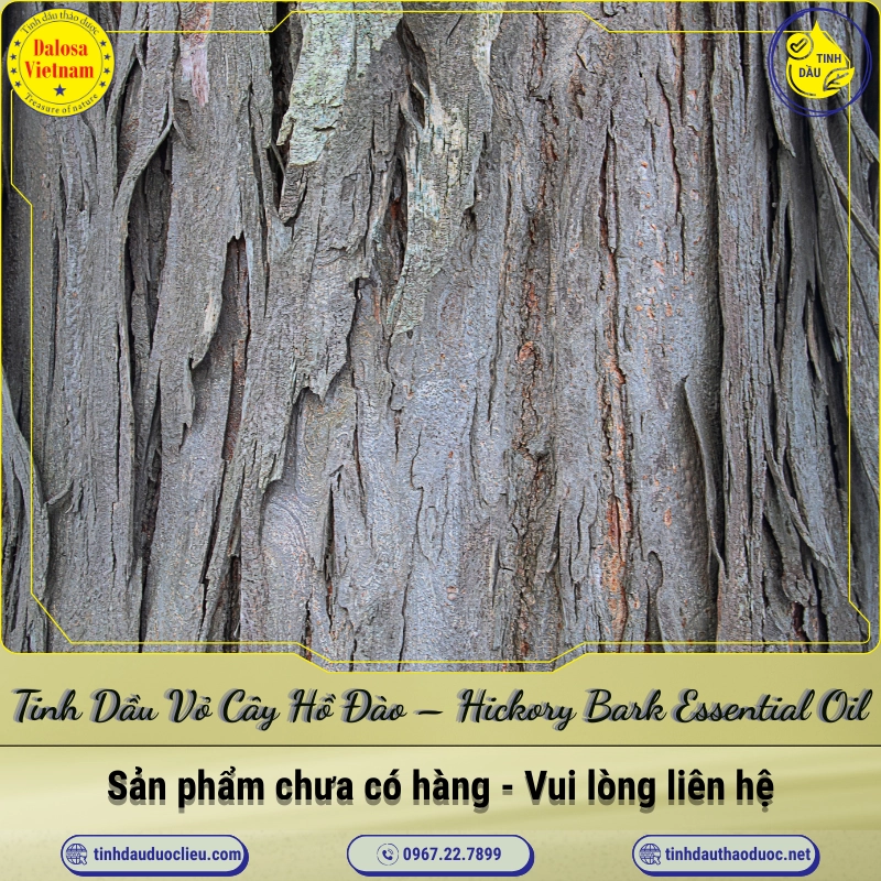 Tinh Dầu Vỏ Cây Hồ Đào - Hickory Bark Essential Oil 1 Tinh Dầu Vỏ Cây Hồ Đào – Hickory Bark Essential Oil