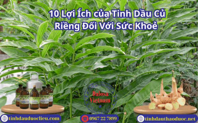 Cập Nhật 10 Lợi Ích của Tinh Dầu Củ Riềng Đối Với Sức Khoẻ