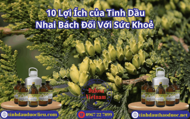 Top 10 Lợi Ích của Tinh Dầu Nhai Bách Đối Với Sức Khoẻ