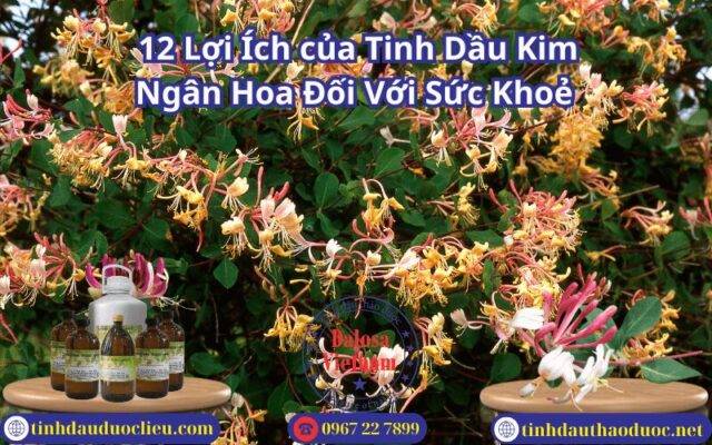 12 Lợi Ích của Tinh Dầu Kim Ngân Hoa Đối Với Sức Khoẻ