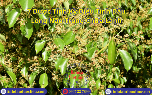 Dược Tính Kỳ Diệu Tinh Dầu Long Não Trong Chữa Lành