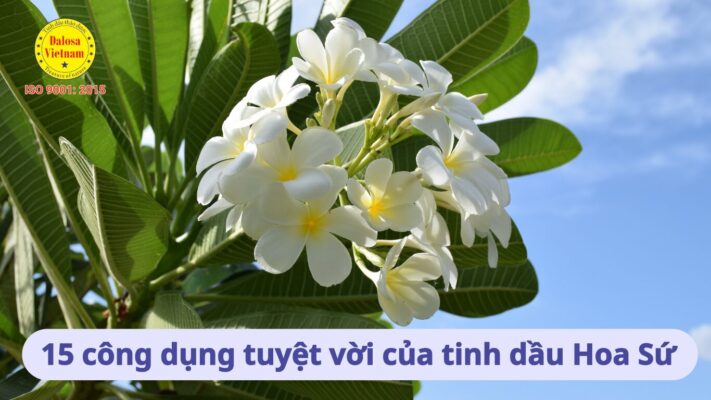 BAI VIET AVT 15 cong dung tuyet voi cua tinh dau hoa su