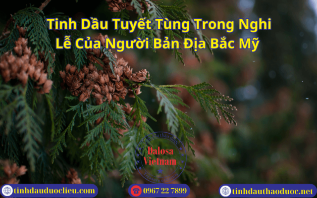 Câu chuyện Tinh Dầu Tuyết Tùng Trong Nghi Lễ Của Người Bản Địa Bắc Mỹ