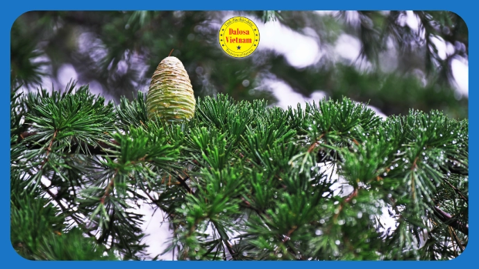 11 tên gọi khác của Tinh dầu Hoàng đàn – Cedarwood Essential Oil