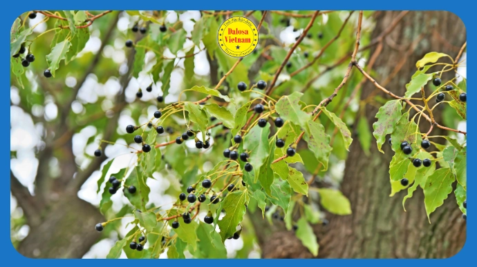 12 tên gọi phổ biến của Tinh dầu Long não – Camphor Essential Oil
