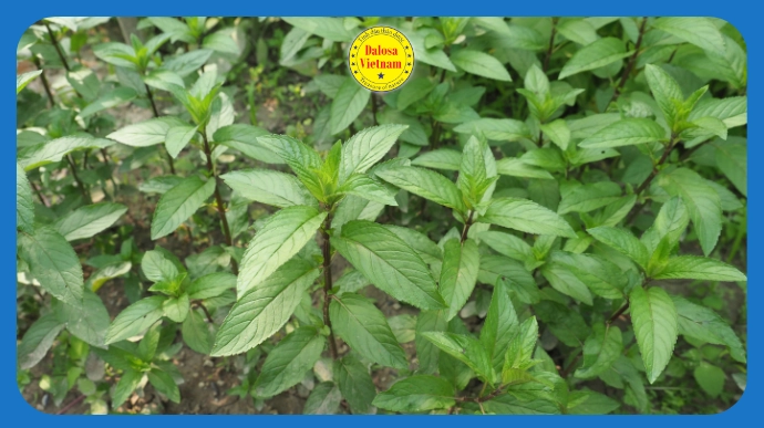 Hình đại diện bài viết tổng hợp 11 cách gọi khác của Tinh dầu Bạc hà Âu, gồm Peppermint Essential Oil, Peppermint Oil và các tên kỹ thuật thường dùng.