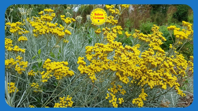 Khóm hoa cúc trường sinh (Helichrysum italicum) nở rộ ngoài tự nhiên, hình đại diện bài viết về 15 tên gọi khác của tinh dầu cúc trường sinh.
