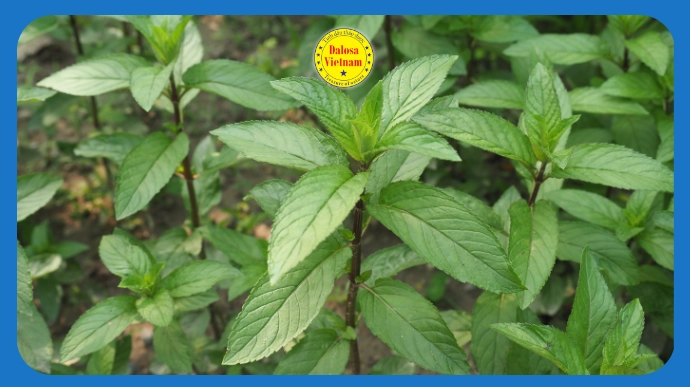 Cây bạc hà Âu (Mentha x piperita) xanh tươi ngoài tự nhiên, hình đại diện bài viết phân tích 3 hoạt chất chính trong tinh dầu bạc hà Âu.