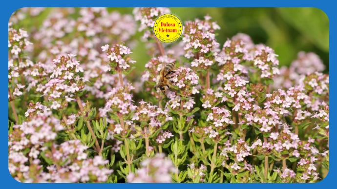 Khóm hoa cỏ xạ hương (Thymus vulgaris) tím nhạt nở ngoài tự nhiên, hình đại diện bài viết tìm hiểu 2 hoạt chất chính trong tinh dầu xạ hương.