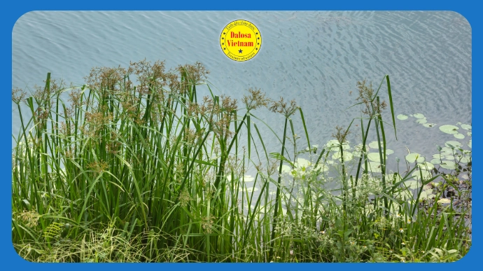 Bụi cây cỏ cú (Cyperus scariosus) mọc ven nước, hình đại diện bài viết tổng hợp 12 tên gọi khác của tinh dầu cỏ cú.