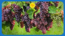 10 ứng dụng độc đáo của tinh dầu cognac trắng