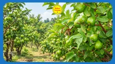 Ứng dụng đáng chú ý của tinh dầu lá ổi