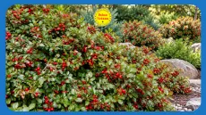 Ứng dụng phổ biến của tinh dầu lộc đề xanh